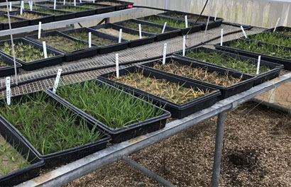 Jay Riddell Turf Turfgrass Council of North Carolina - ResistPoa Series: Jay McCurdy ...